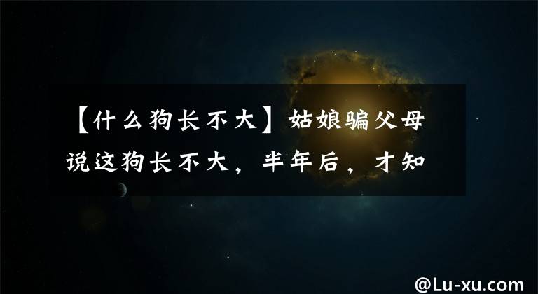 【什么狗长不大】姑娘骗父母说这狗长不大，半年后，才知道这是巨型阿拉斯加犬！