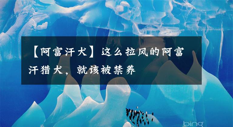 【阿富汗犬】这么拉风的阿富汗猎犬，就该被禁养