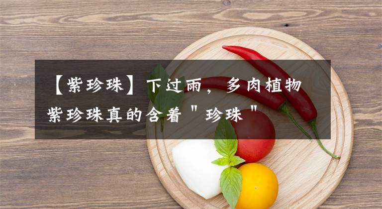 【紫珍珠】下过雨，多肉植物紫珍珠真的含着＂珍珠＂