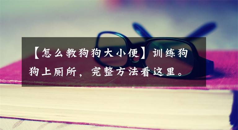 【怎么教狗狗大小便】训练狗狗上厕所，完整方法看这里。狗狗不再乱拉屎！乱拉尿！