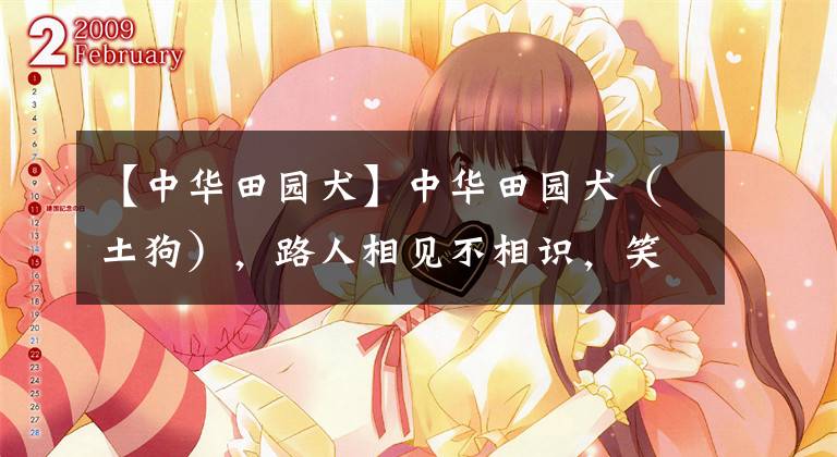 【中华田园犬】中华田园犬（土狗），路人相见不相识，笑问此狗为何物
