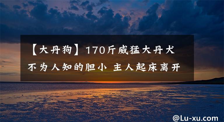 【大丹狗】170斤威猛大丹犬 不为人知的胆小 主人起床离开都会被吓哭落泪