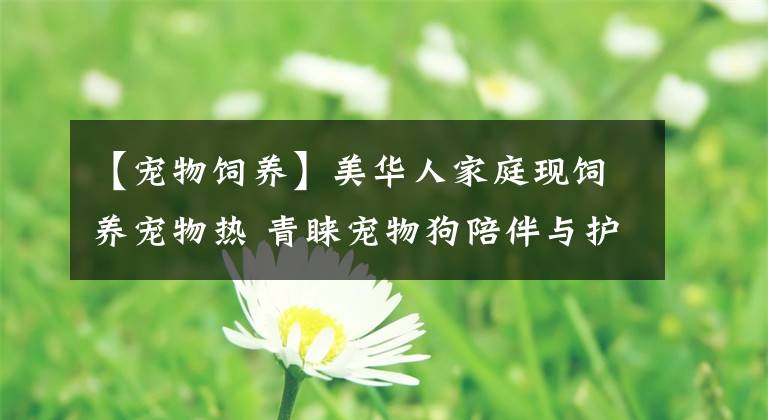 【宠物饲养】美华人家庭现饲养宠物热 青睐宠物狗陪伴与护家作用