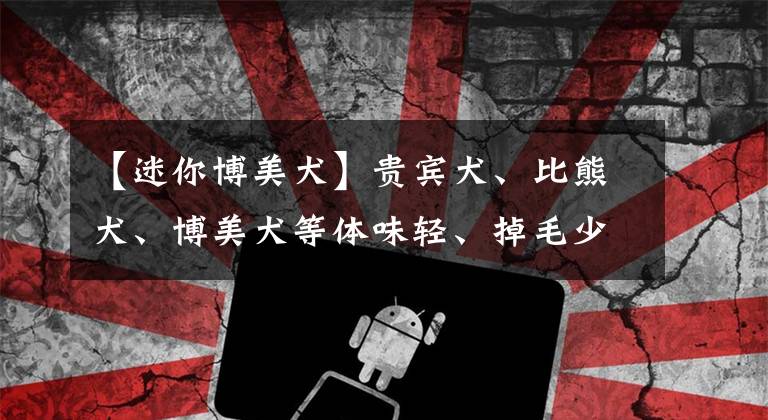 【迷你博美犬】贵宾犬、比熊犬、博美犬等体味轻、掉毛少小型犬，你喜欢哪种