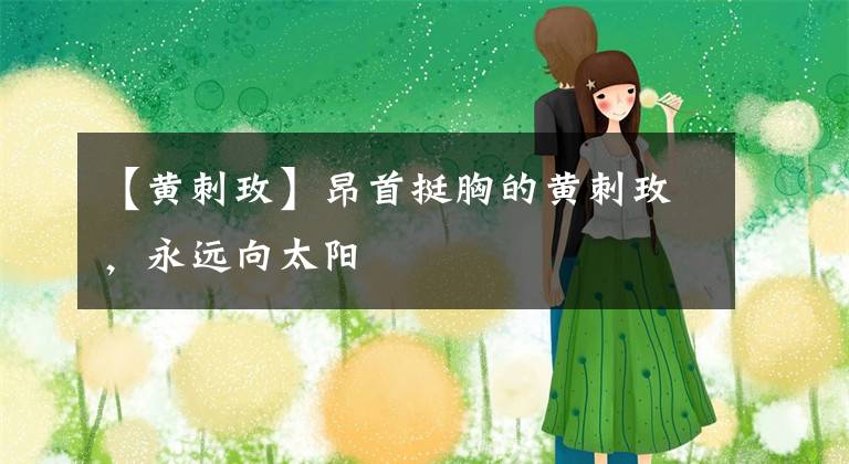 【黄刺玫】昂首挺胸的黄刺玫，永远向太阳