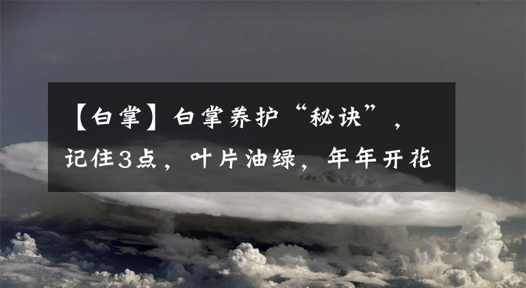 【白掌】白掌养护“秘诀”，记住3点，叶片油绿，年年开花都爆盆