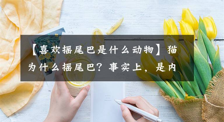 【喜欢摇尾巴是什么动物】猫为什么摇尾巴？事实上，是内部状态的气压计。