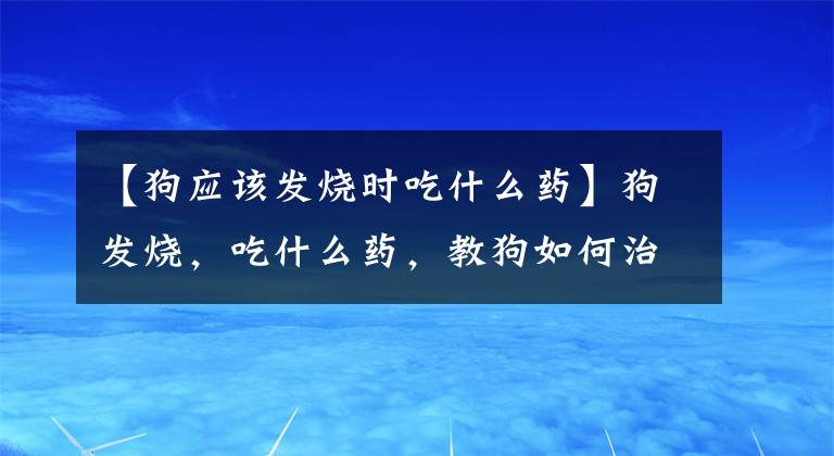 【狗应该发烧时吃什么药】狗发烧，吃什么药，教狗如何治疗发烧。