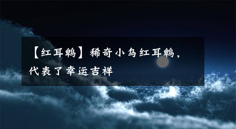 【红耳鹎】稀奇小鸟红耳鹎，代表了幸运吉祥