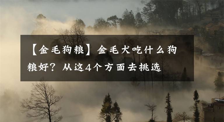 【金毛狗粮】金毛犬吃什么狗粮好？从这4个方面去挑选