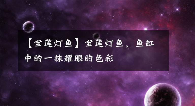 【宝莲灯鱼】宝莲灯鱼，鱼缸中的一抹耀眼的色彩