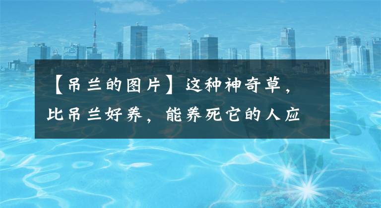 【吊兰的图片】这种神奇草，比吊兰好养，能养死它的人应该还没出生