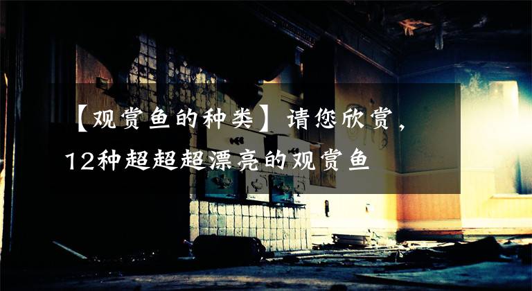 【观赏鱼的种类】请您欣赏，12种超超超漂亮的观赏鱼