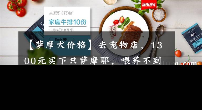 【萨摩犬价格】去宠物店，1300元买下只萨摩耶，喂养不到一周，噩梦就开始了