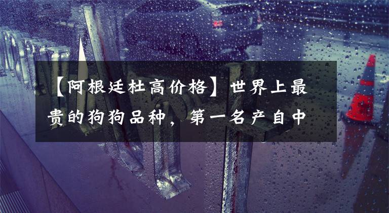 【阿根廷杜高价格】世界上最贵的狗狗品种，第一名产自中国，称无价之宝，可遇不可求