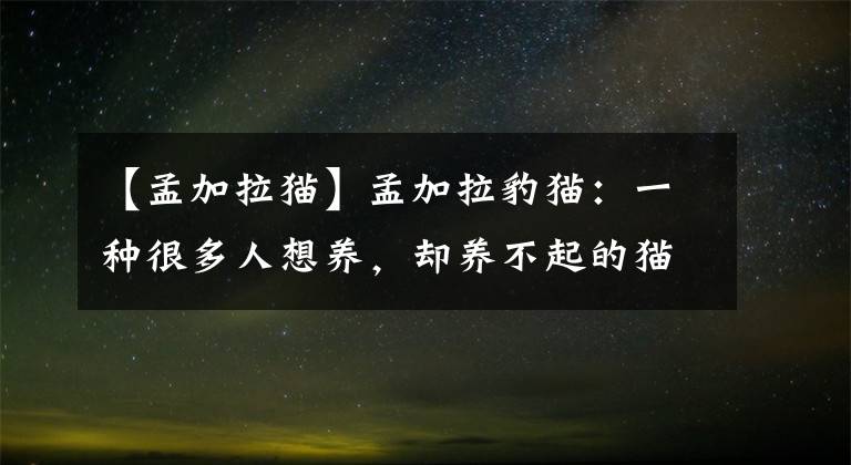 【孟加拉猫】孟加拉豹猫：一种很多人想养，却养不起的猫，除非你有矿