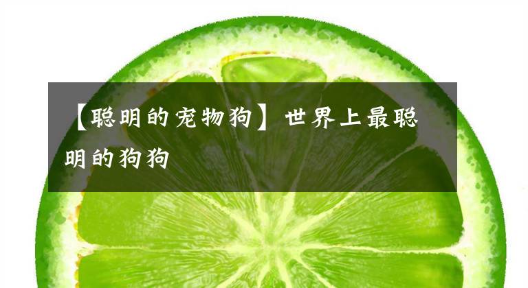 【聪明的宠物狗】世界上最聪明的狗狗