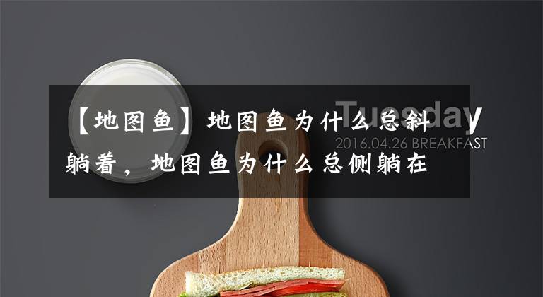 【地图鱼】地图鱼为什么总斜躺着，地图鱼为什么总侧躺在水底