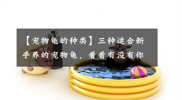 【宠物龟的种类】三种适合新手养的宠物龟，看看有没有你喜欢的？