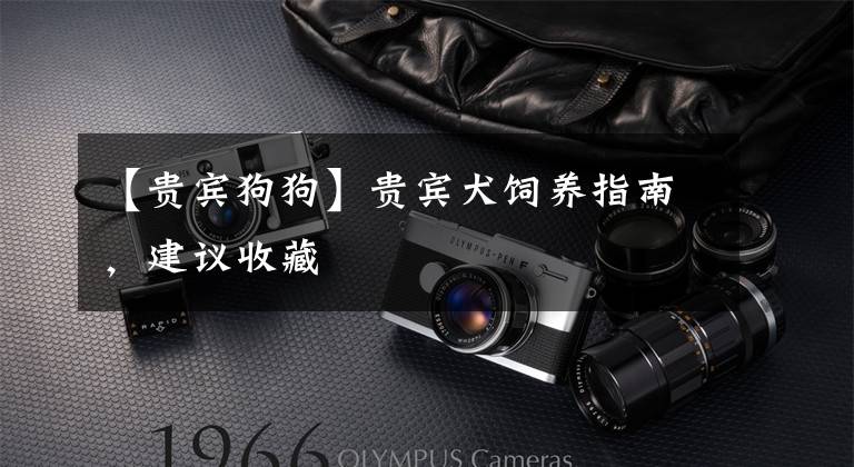 【贵宾狗狗】贵宾犬饲养指南，建议收藏