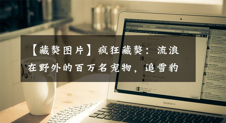 【藏獒图片】疯狂藏獒：流浪在野外的百万名宠物，追雪豹退棕熊，已成高原霸主
