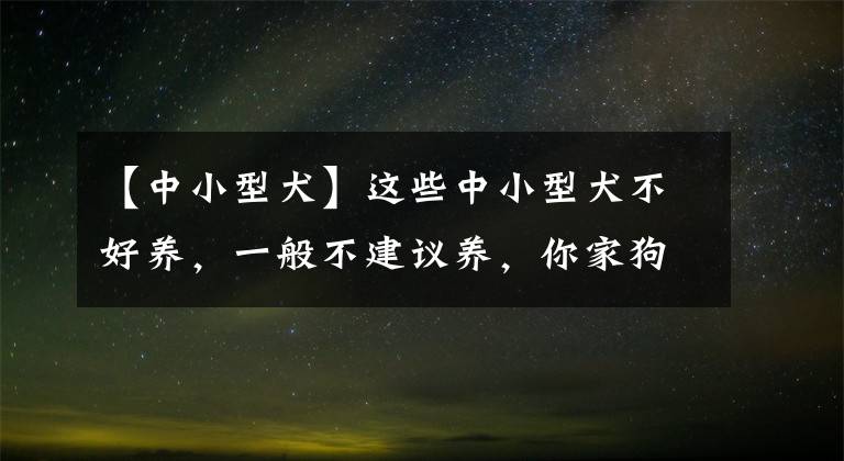 【中小型犬】这些中小型犬不好养，一般不建议养，你家狗在榜上吗？