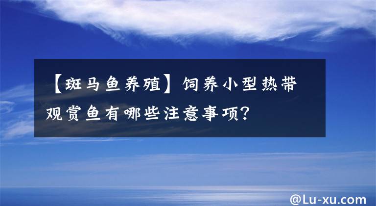 【斑马鱼养殖】饲养小型热带观赏鱼有哪些注意事项？