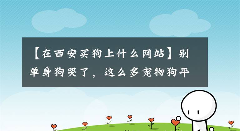 【在西安买狗上什么网站】别单身狗哭了，这么多宠物狗平台和你一起过节。