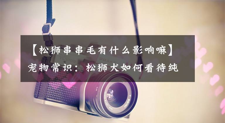 【松狮串串毛有什么影响嘛】宠物常识：松狮犬如何看待纯洁不纯？