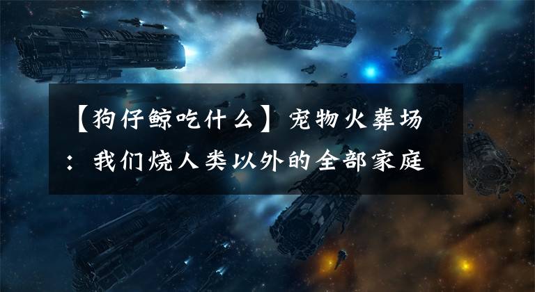 【狗仔鲸吃什么】宠物火葬场：我们烧人类以外的全部家庭成员