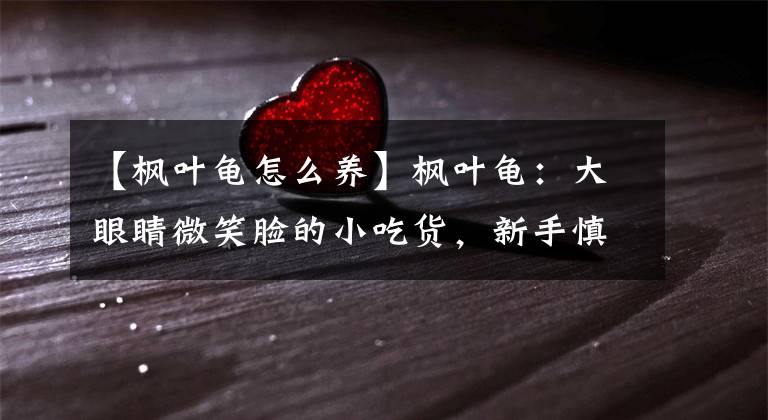 【枫叶龟怎么养】枫叶龟：大眼睛微笑脸的小吃货，新手慎养！