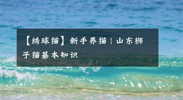 【绣球猫】新手养猫 | 山东狮子猫基本知识