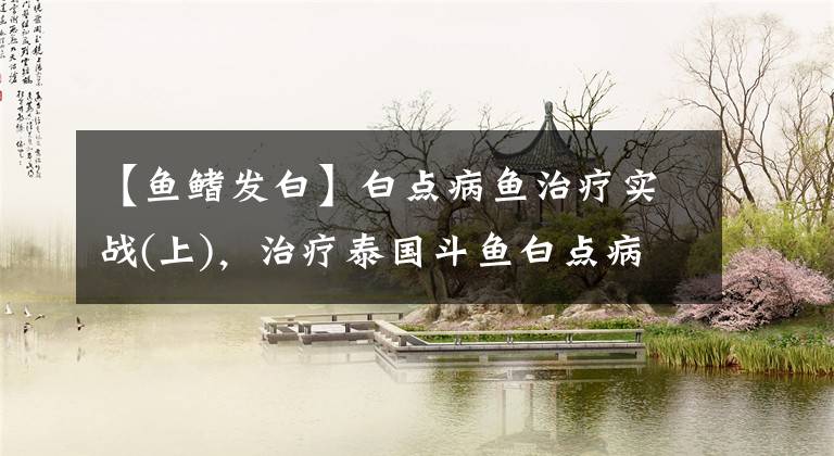【鱼鳍发白】白点病鱼治疗实战(上)，治疗泰国斗鱼白点病，孔雀鱼也会得此病