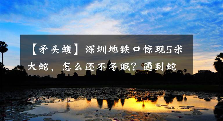 【矛头蝮】深圳地铁口惊现5米大蛇，怎么还不冬眠？遇到蛇，撒雄黄有用吗？