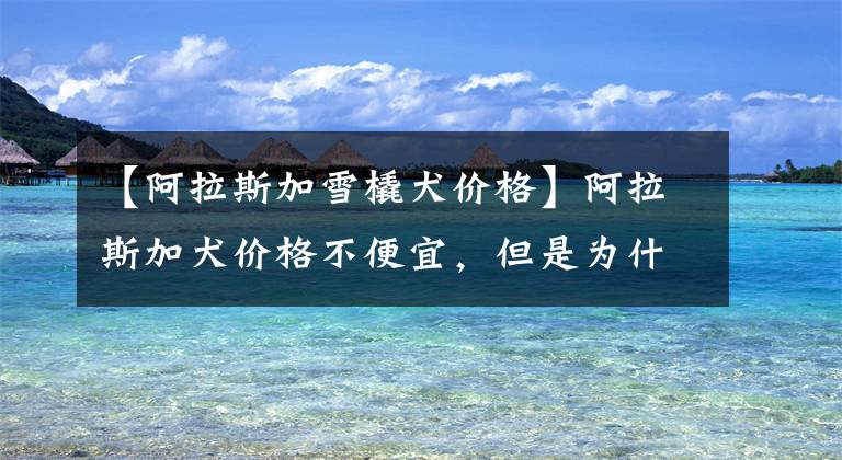 【阿拉斯加雪橇犬价格】阿拉斯加犬价格不便宜，但是为什么生来就是拉雪橇？
