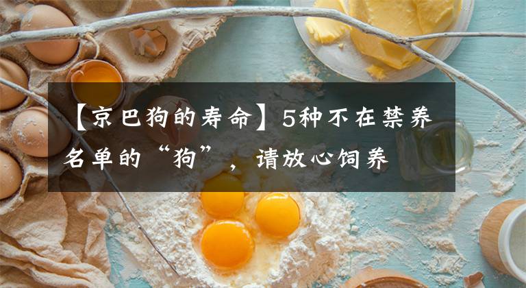 【京巴狗的寿命】5种不在禁养名单的“狗”，请放心饲养