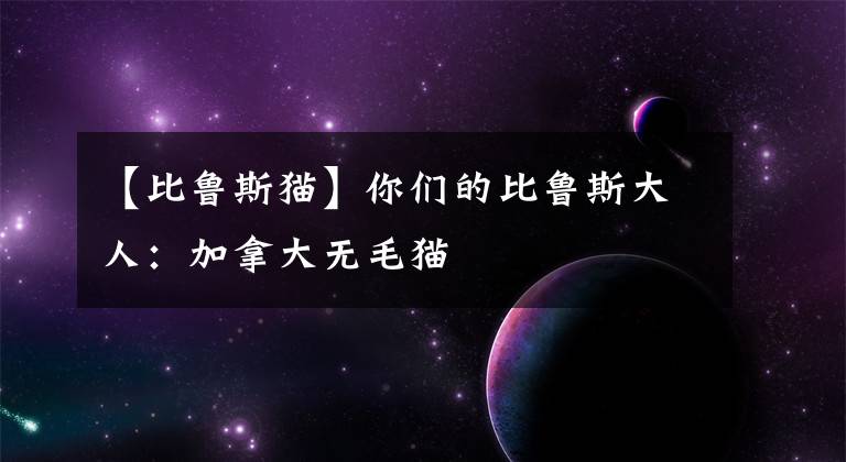 【比鲁斯猫】你们的比鲁斯大人：加拿大无毛猫