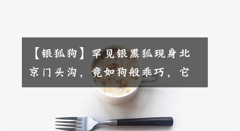 【银狐狗】罕见银黑狐现身北京门头沟，竟如狗般乖巧，它们是如何被驯化的？