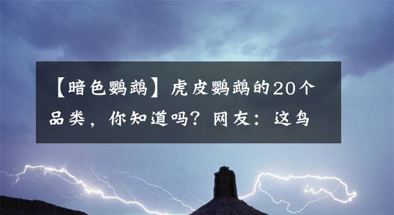 【暗色鹦鹉】虎皮鹦鹉的20个品类，你知道吗？网友：这鸟会72变？