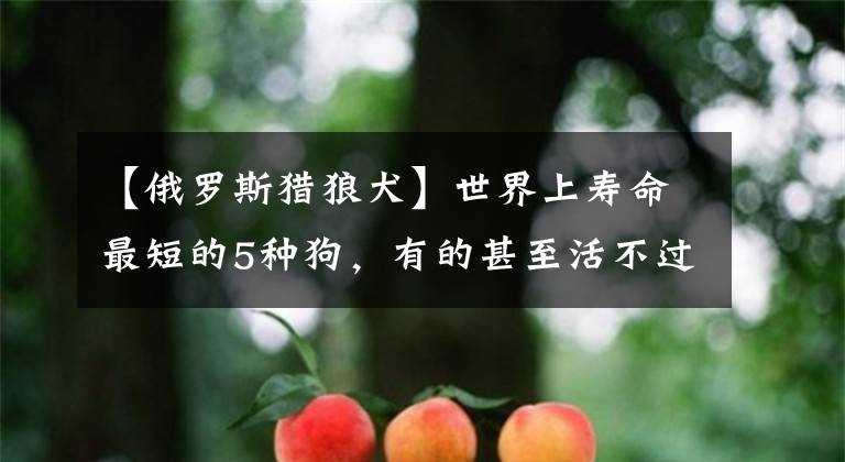 【俄罗斯猎狼犬】世界上寿命最短的5种狗，有的甚至活不过“九年义务教育”