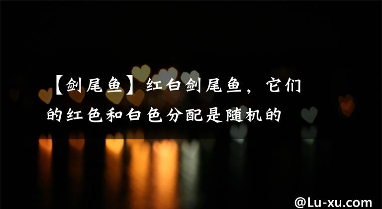 【剑尾鱼】红白剑尾鱼，它们的红色和白色分配是随机的