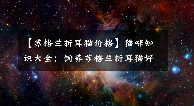 【苏格兰折耳猫价格】猫咪知识大全：饲养苏格兰折耳猫好养吗，需要注意哪些？