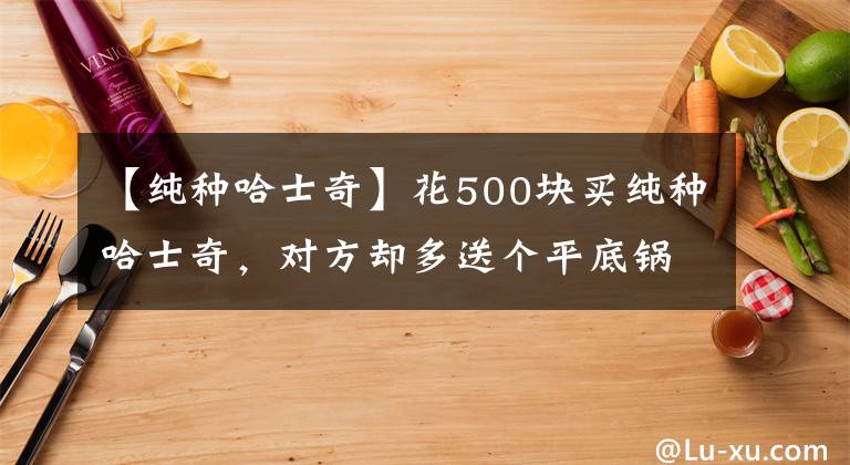 【纯种哈士奇】花500块买纯种哈士奇，对方却多送个平底锅？第二天才知道原因
