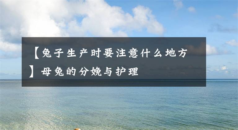 【兔子生产时要注意什么地方】母兔的分娩与护理