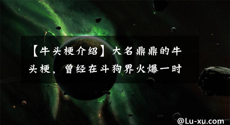 【牛头梗介绍】大名鼎鼎的牛头梗，曾经在斗狗界火爆一时，后被比特犬代替