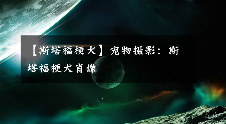 【斯塔福梗犬】宠物摄影：斯塔福梗犬肖像