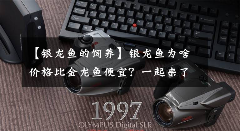 【银龙鱼的饲养】银龙鱼为啥价格比金龙鱼便宜？一起来了解下银龙鱼如何养
