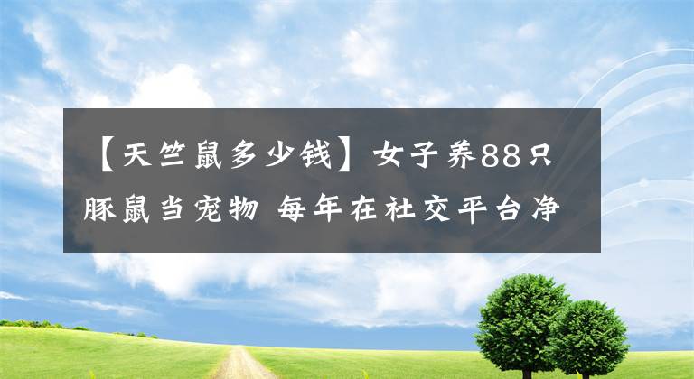【天竺鼠多少钱】女子养88只豚鼠当宠物 每年在社交平台净收益超4万英镑