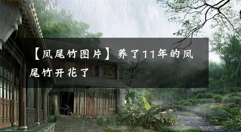 【凤尾竹图片】养了11年的凤尾竹开花了