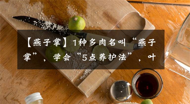 【燕子掌】1种多肉名叫“燕子掌”，学会“5点养护法”，叶子厚实油亮